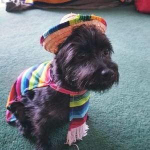 Meet your Posher, Michealo